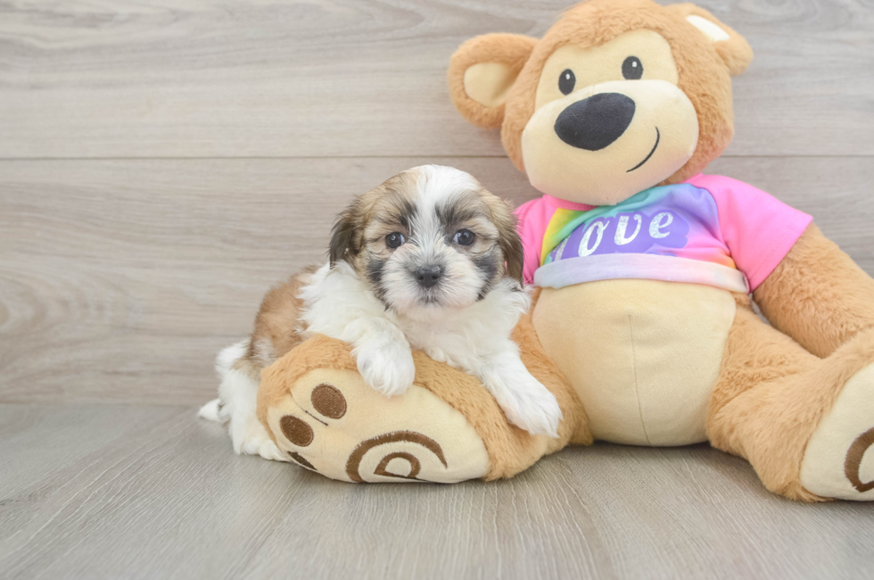 6 week old Teddy Bear Puppy For Sale - Florida Fur Babies