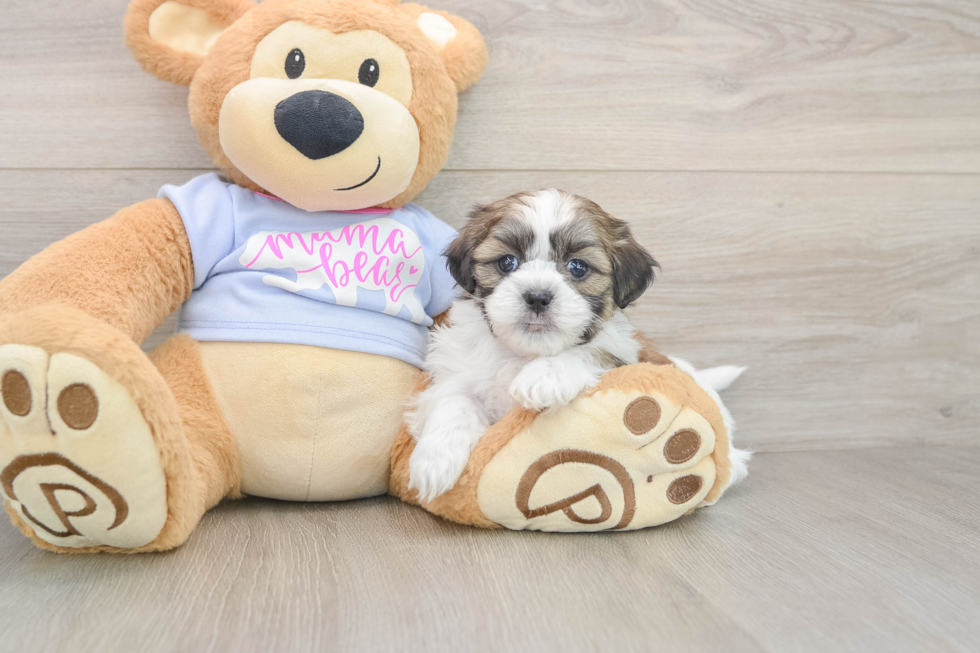 Friendly Teddy Bear Baby