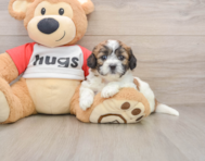 8 week old Teddy Bear Puppy For Sale - Florida Fur Babies