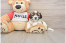 Best Teddy Bear Baby