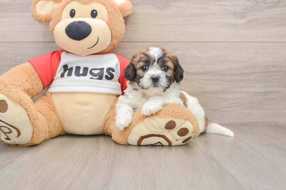 Best Teddy Bear Baby