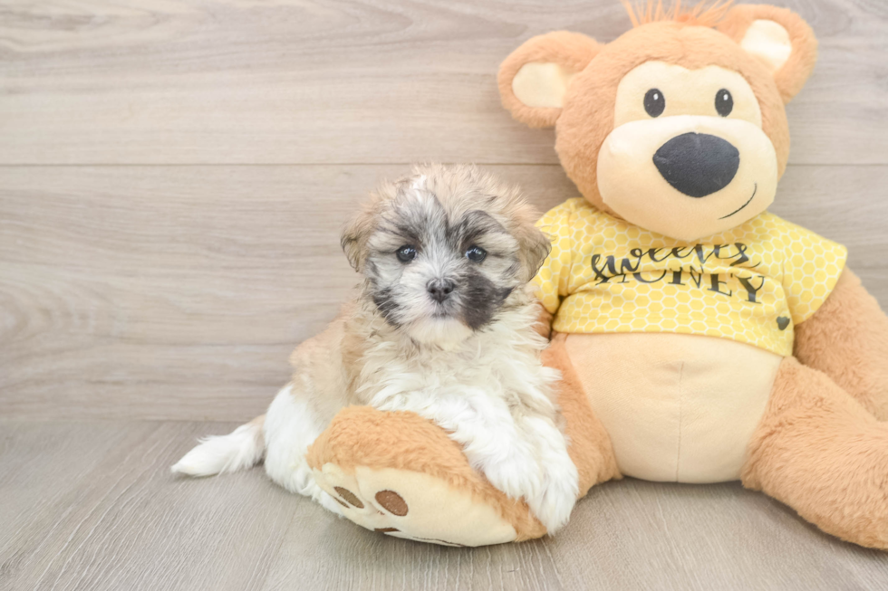 Funny Teddy Bear Designer Pup
