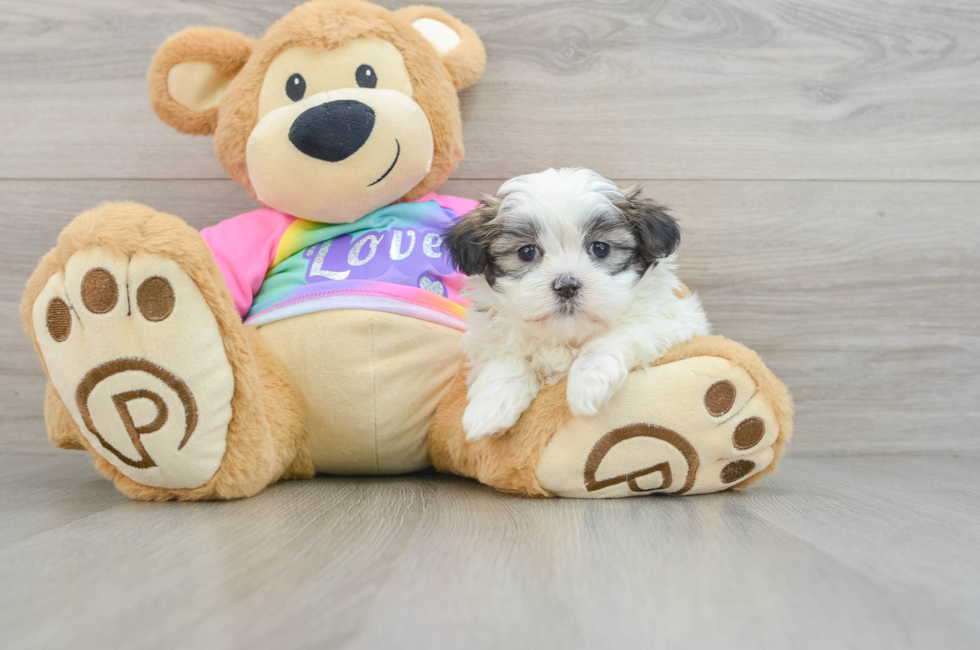 5 week old Teddy Bear Puppy For Sale - Florida Fur Babies