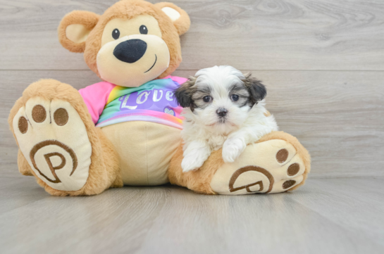 Playful Shichon Designer Puppy