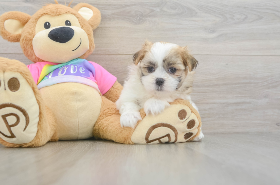 6 week old Teddy Bear Puppy For Sale - Florida Fur Babies