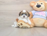 8 week old Teddy Bear Puppy For Sale - Florida Fur Babies