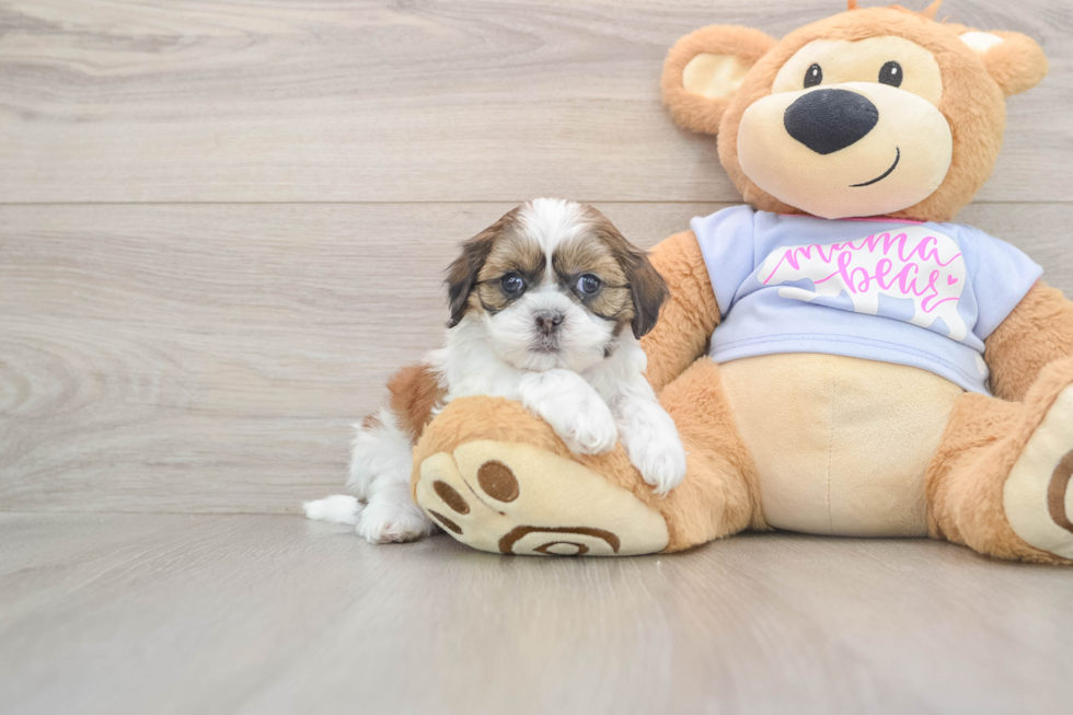 Teddy Bear Pup Being Cute