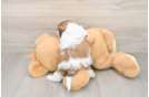 Playful Shichon Designer Puppy