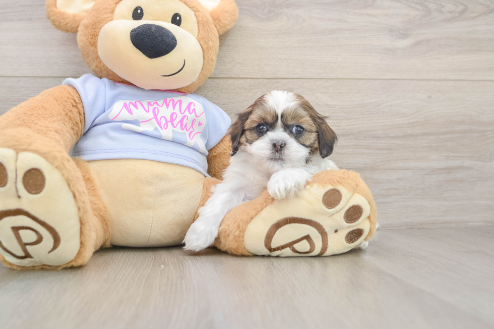 Best Teddy Bear Baby