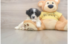Teddy Bear Pup Being Cute