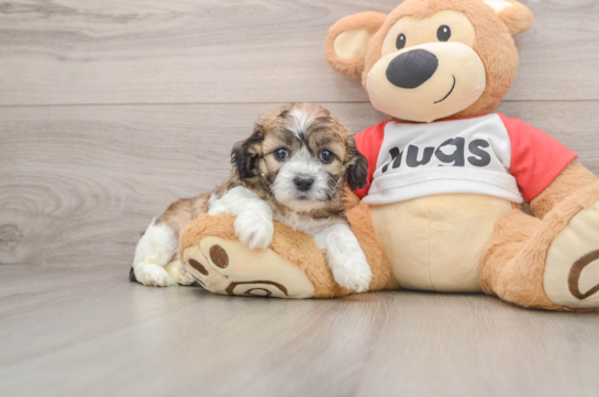 Hypoallergenic Shitzu Designer Puppy