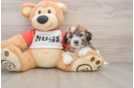 Teddy Bear Pup Being Cute