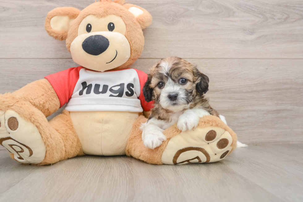 Teddy Bear Pup Being Cute