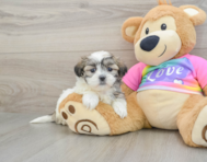 8 week old Teddy Bear Puppy For Sale - Florida Fur Babies