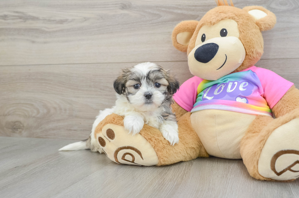 5 week old Teddy Bear Puppy For Sale - Florida Fur Babies