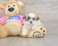 7 week old Teddy Bear Puppy For Sale - Florida Fur Babies