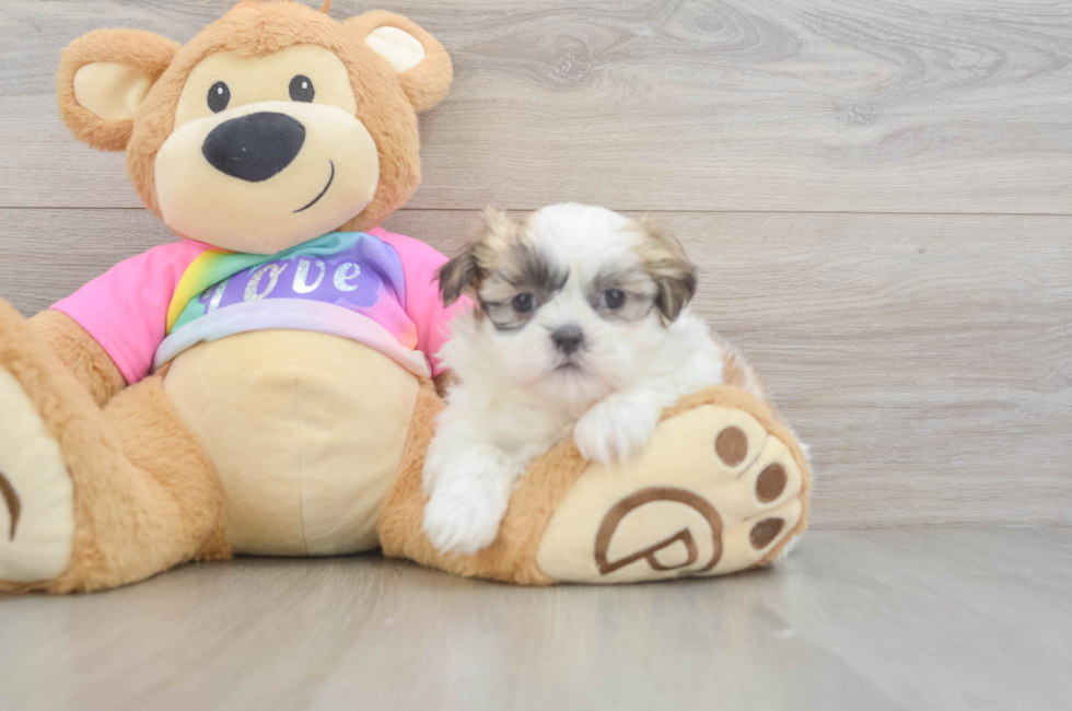 6 week old Teddy Bear Puppy For Sale - Florida Fur Babies