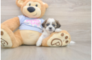 Teddy Bear Puppy for Adoption