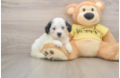 Adorable Shi Chon Designer Puppy