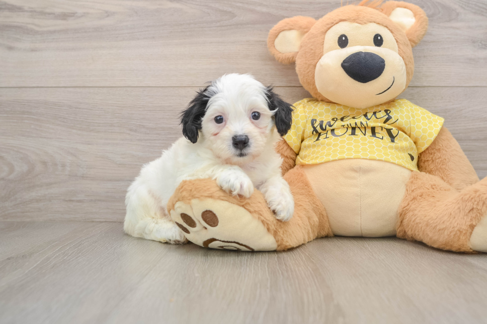 Adorable Shi Chon Designer Puppy
