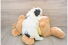 Teddy Bear Pup Being Cute
