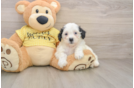 Best Teddy Bear Baby