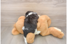 Best Teddy Bear Baby