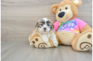 Popular Teddy Bear Designer Pup