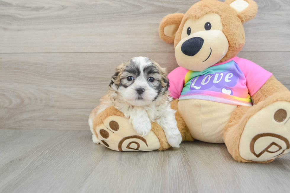 Popular Teddy Bear Designer Pup