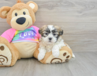 7 week old Teddy Bear Puppy For Sale - Florida Fur Babies