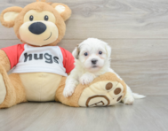6 week old Teddy Bear Puppy For Sale - Florida Fur Babies