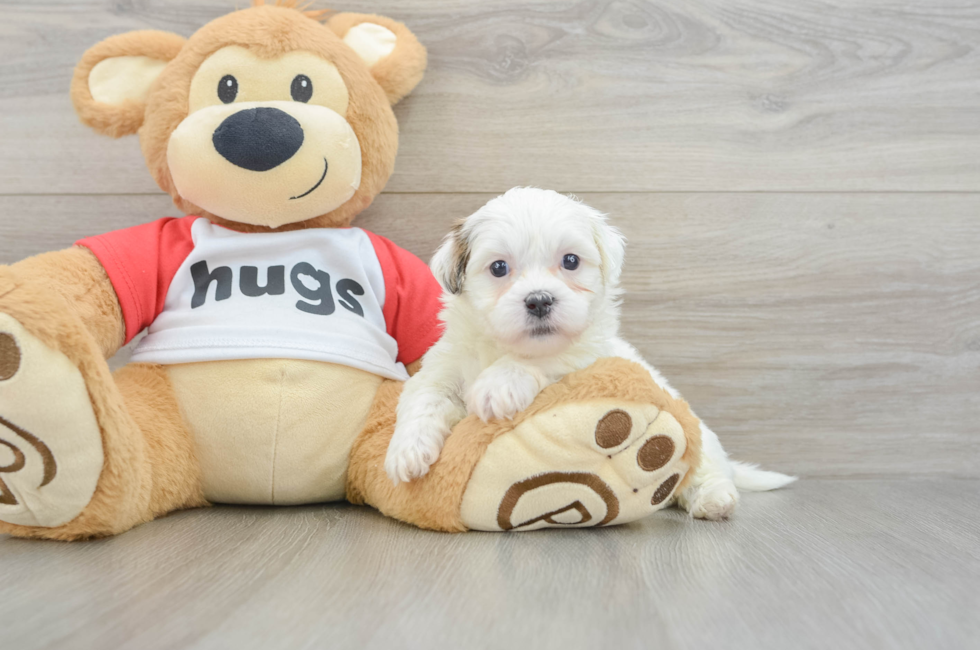 6 week old Teddy Bear Puppy For Sale - Florida Fur Babies