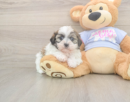 6 week old Teddy Bear Puppy For Sale - Florida Fur Babies