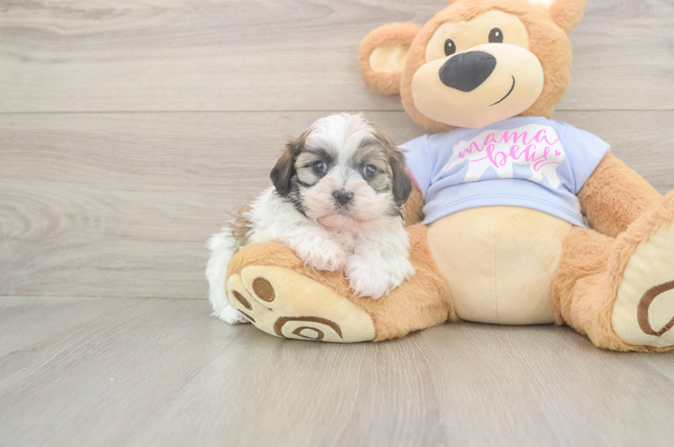 5 week old Teddy Bear Puppy For Sale - Florida Fur Babies