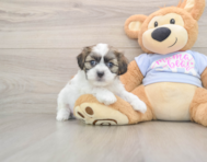 8 week old Teddy Bear Puppy For Sale - Florida Fur Babies