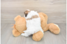 Teddy Bear Puppy for Adoption
