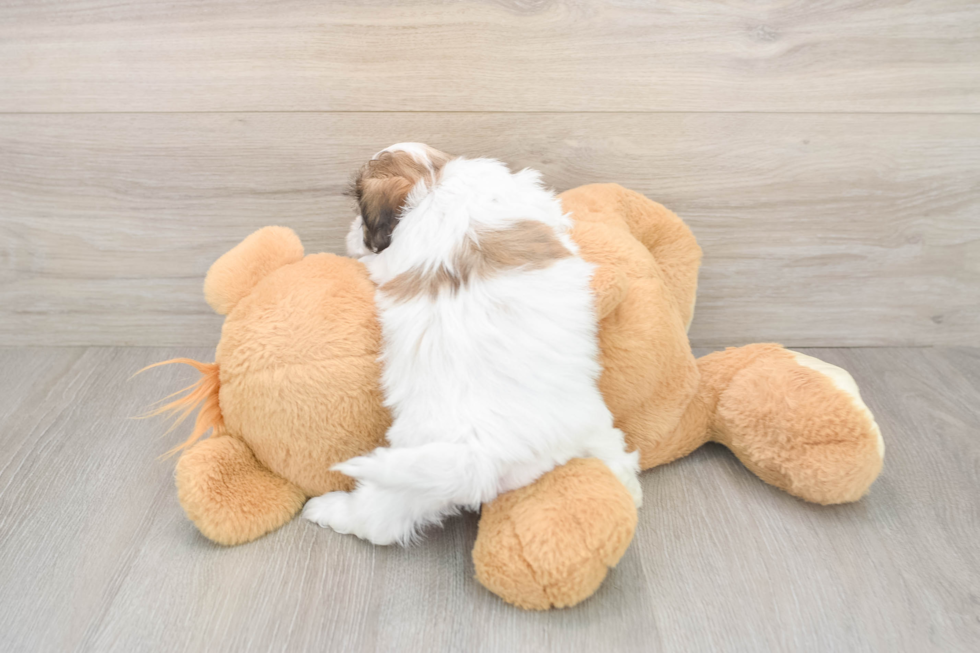 Teddy Bear Puppy for Adoption