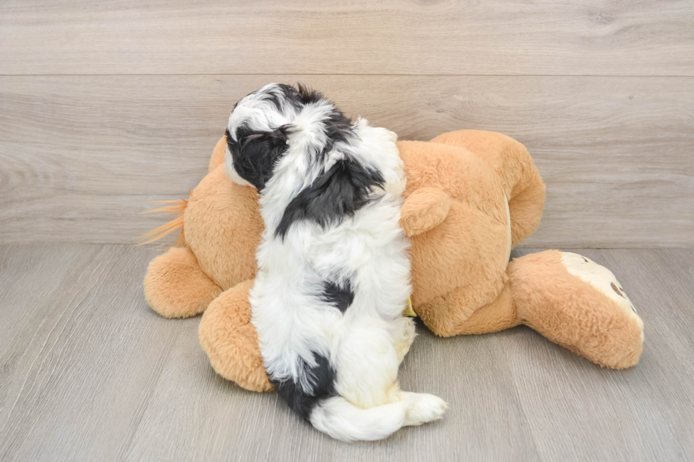 Teddy Bear Puppy for Adoption