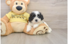 Little Shi Chon Designer Puppy
