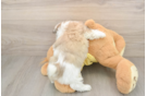 Popular Teddy Bear Designer Pup