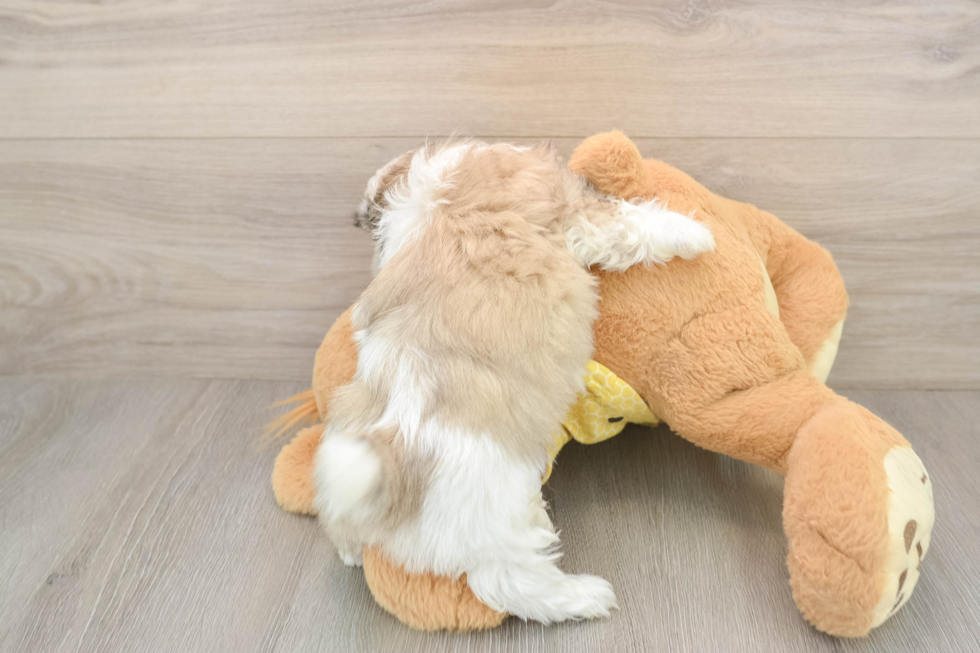 Popular Teddy Bear Designer Pup
