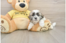 Teddy Bear Pup Being Cute
