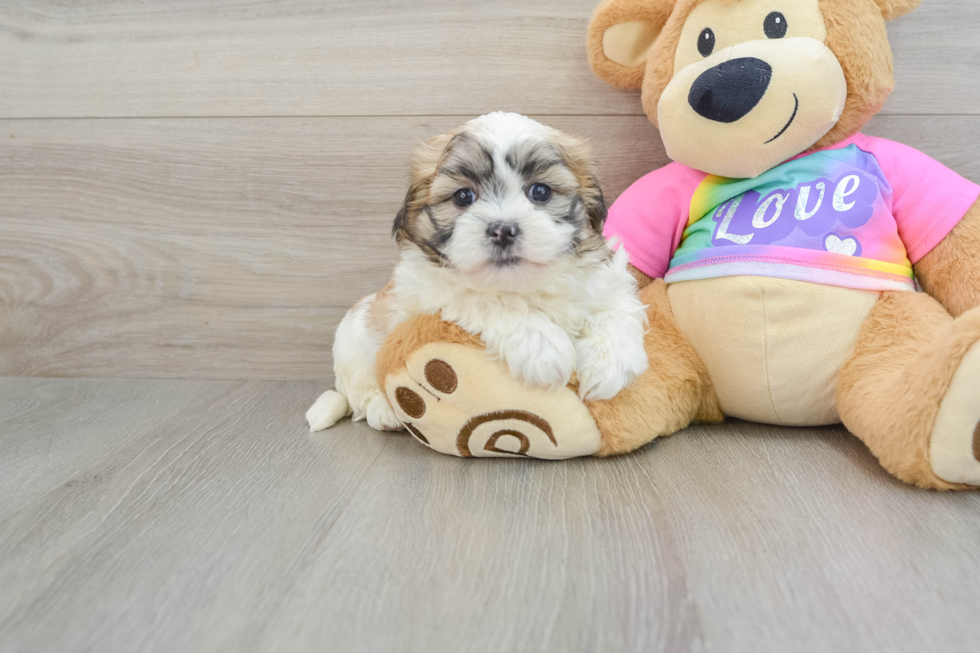 Teddy Bear Pup Being Cute