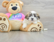 7 week old Teddy Bear Puppy For Sale - Florida Fur Babies