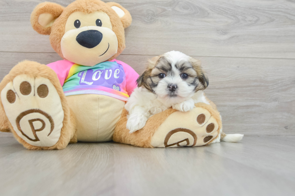 Playful Shichon Designer Puppy