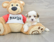 6 week old Teddy Bear Puppy For Sale - Florida Fur Babies