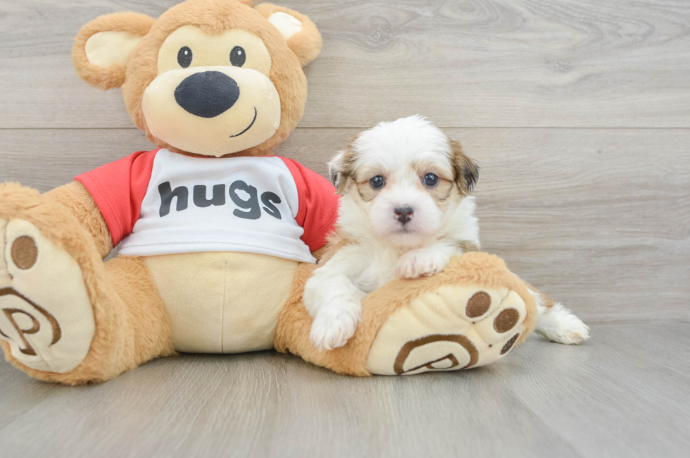 6 week old Teddy Bear Puppy For Sale - Florida Fur Babies