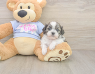 6 week old Teddy Bear Puppy For Sale - Florida Fur Babies