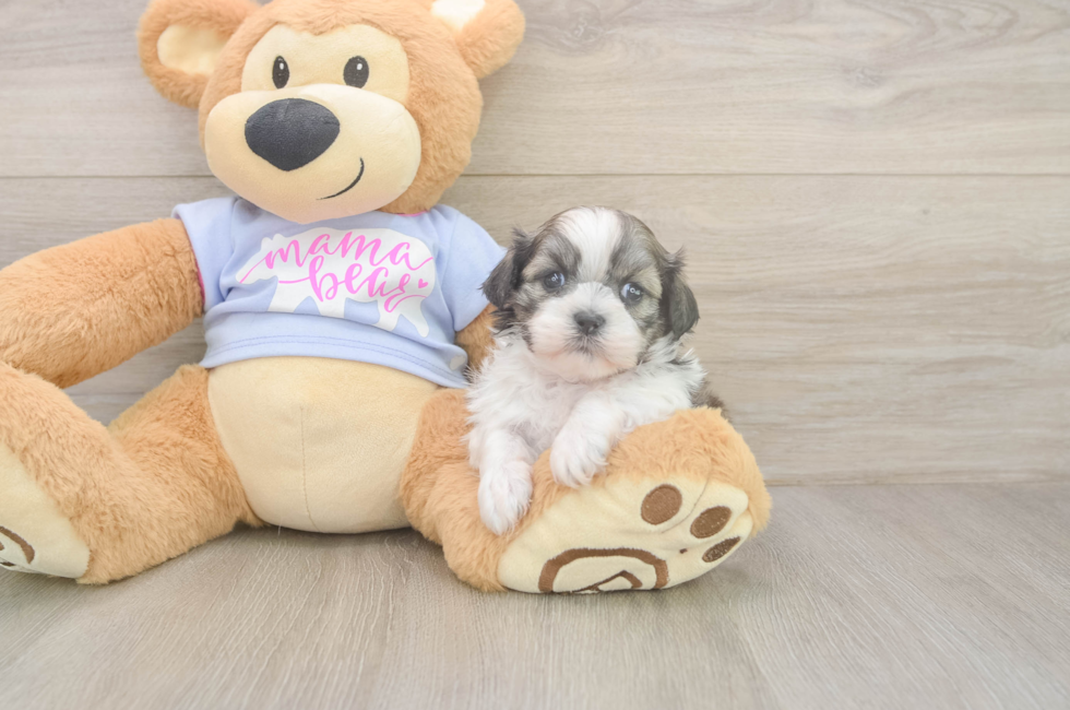 5 week old Teddy Bear Puppy For Sale - Florida Fur Babies