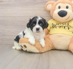 8 week old Teddy Bear Puppy For Sale - Florida Fur Babies